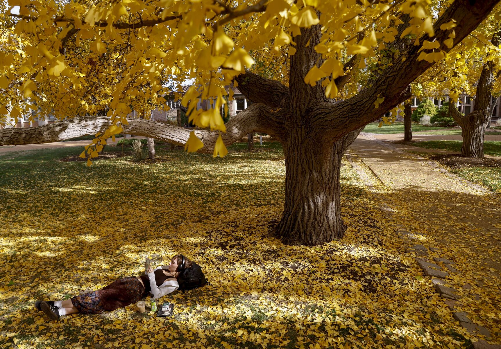 A moment of bliss under the golden ginkgo trees